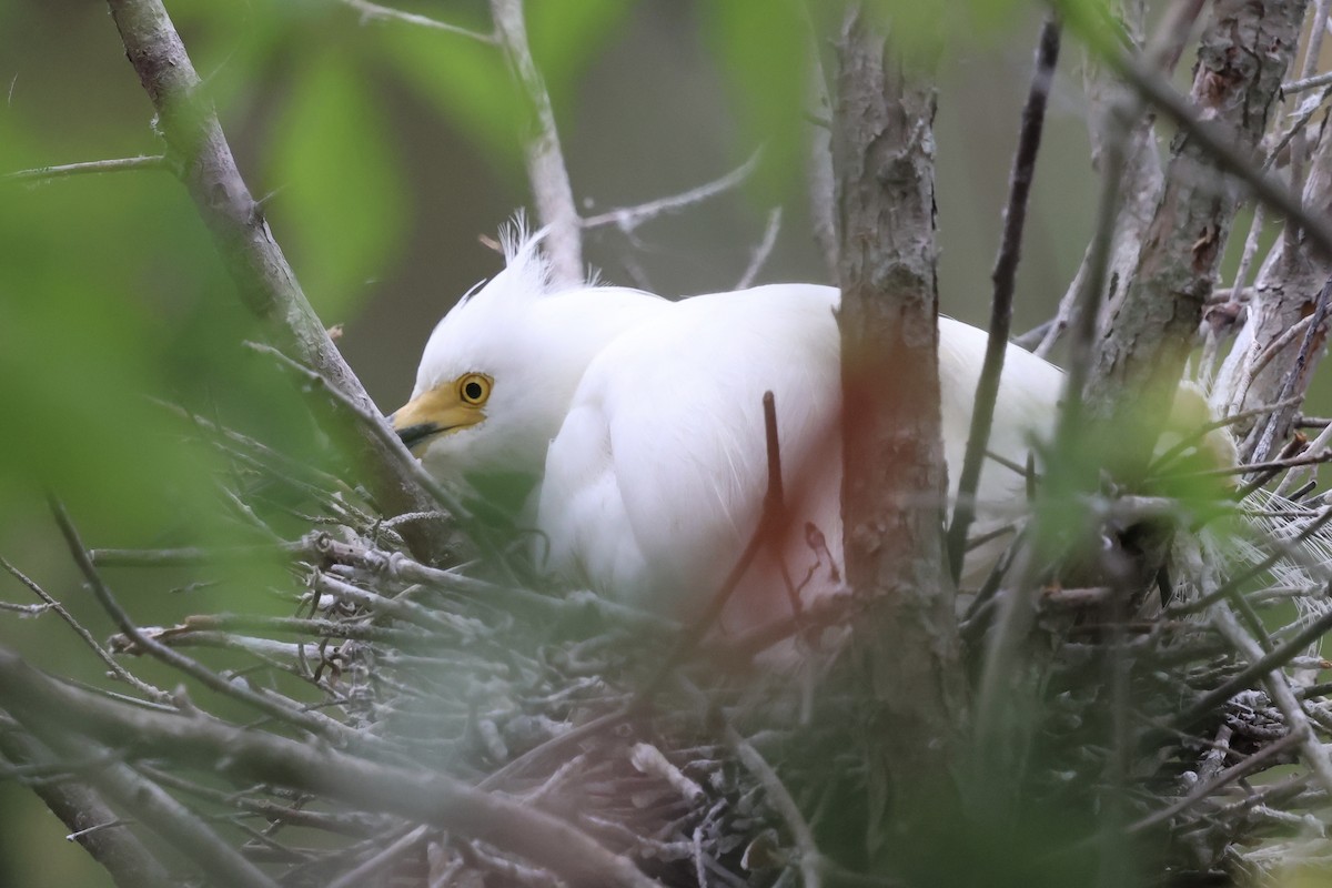 Snowy Egret - ML634567057