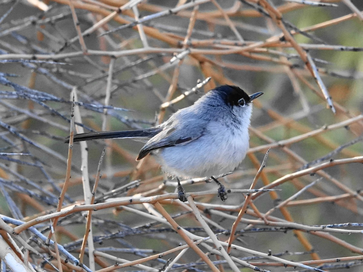 Black-tailed Gnatcatcher - ML634567269