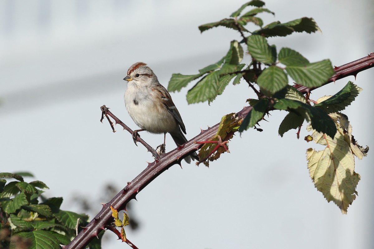 American Tree Sparrow - ML634567276