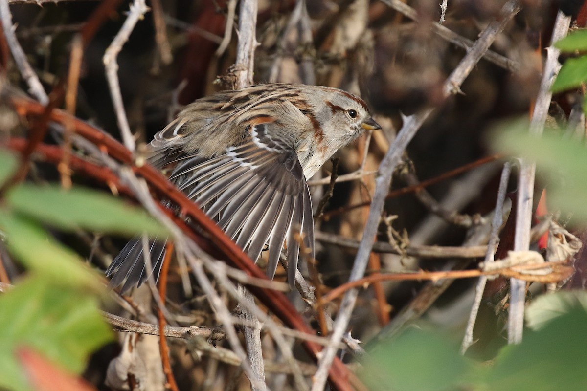 American Tree Sparrow - ML634567279