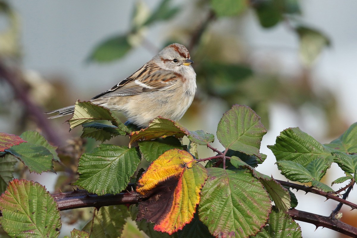 American Tree Sparrow - ML634567292