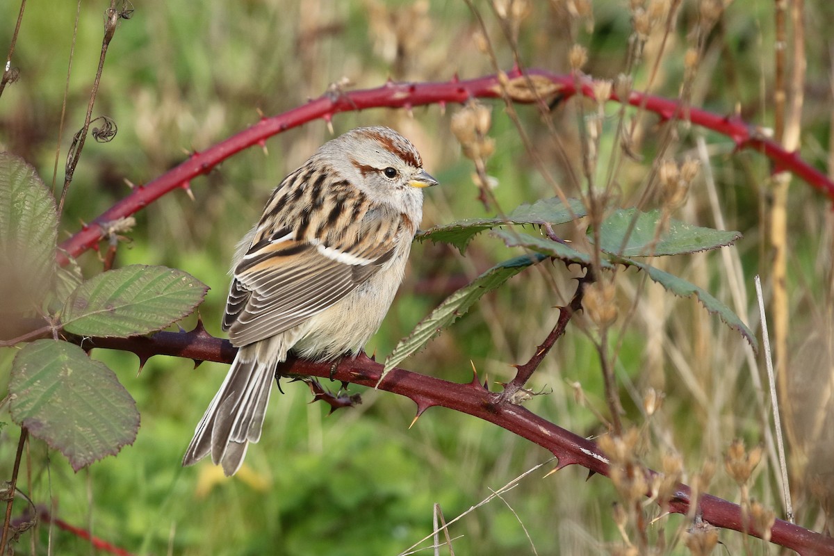 American Tree Sparrow - ML634567295