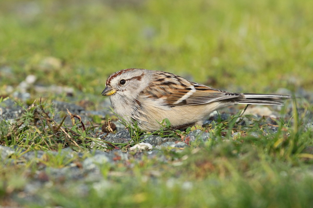 American Tree Sparrow - ML634567303