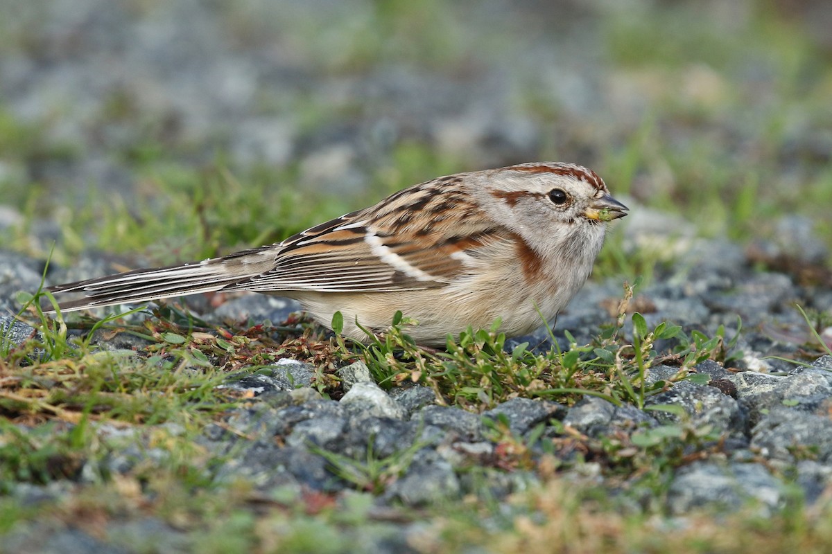 American Tree Sparrow - ML634567305
