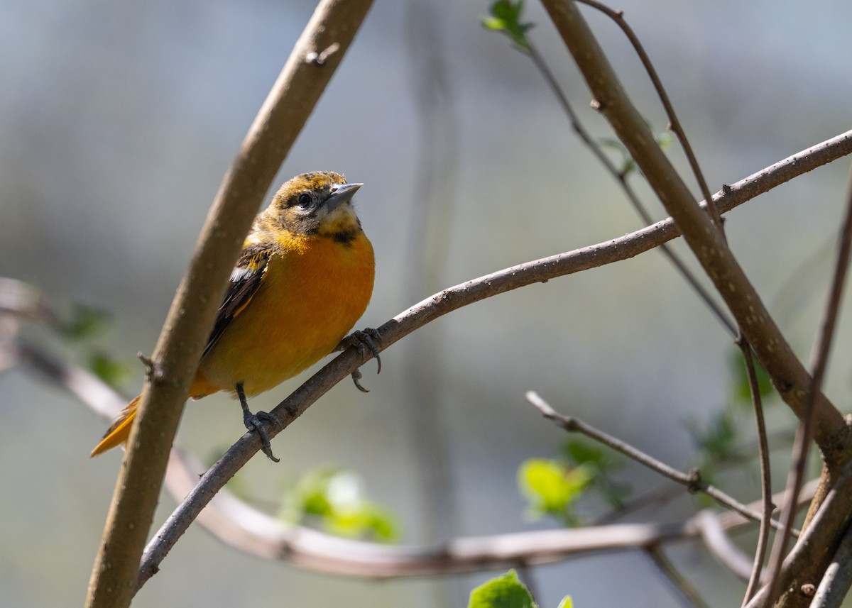 Baltimore Oriole - ML634567366