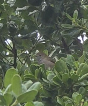 Brown Thornbill - ML634567370