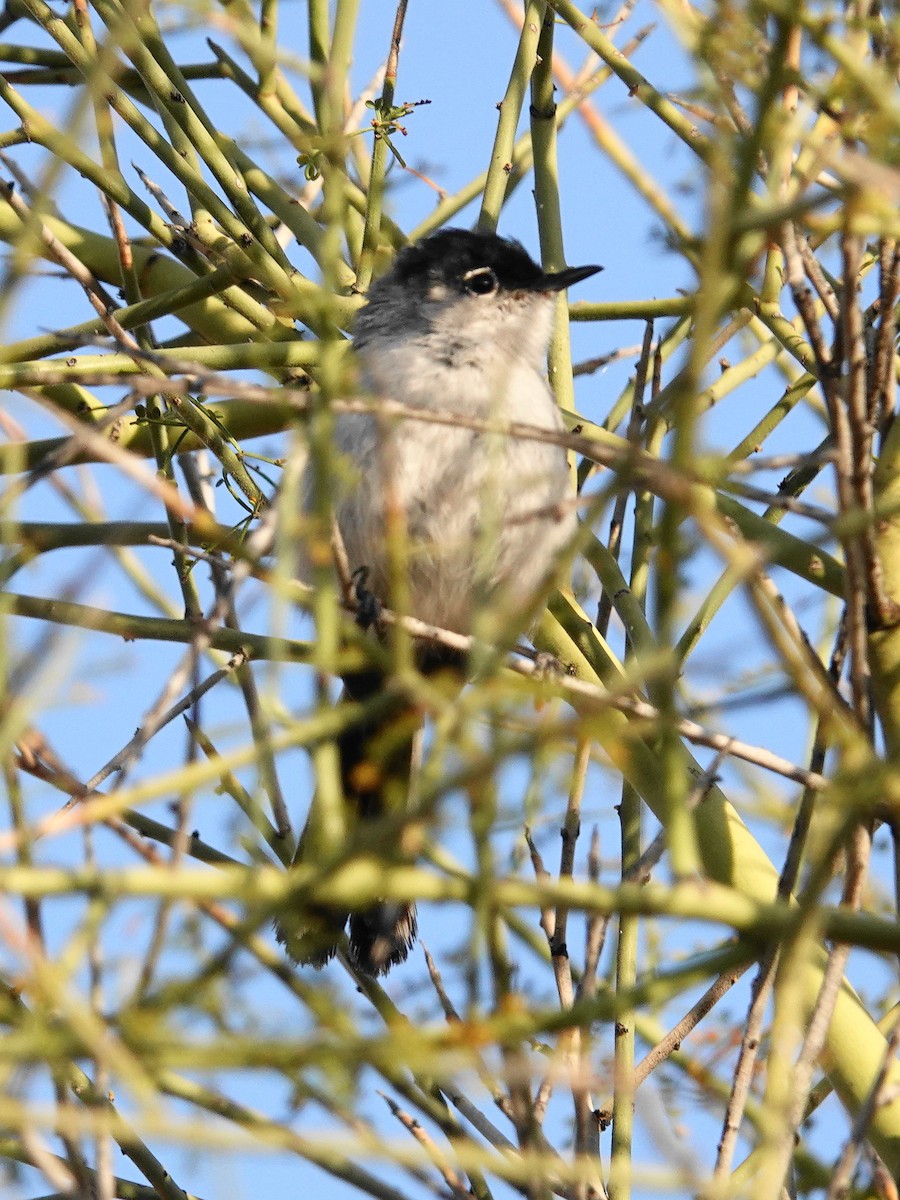 Black-tailed Gnatcatcher - ML634567399
