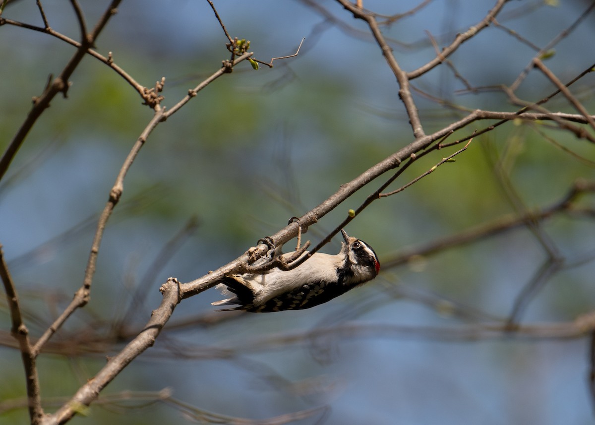 Downy Woodpecker - ML634567401