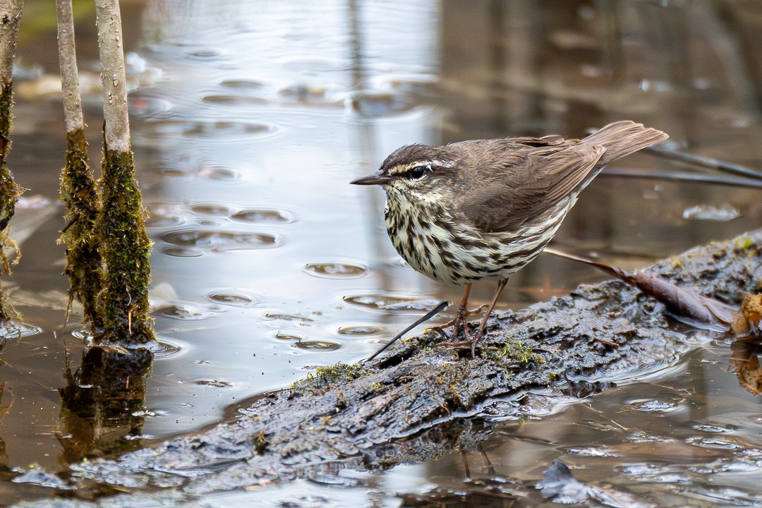 Northern Waterthrush - ML634567436