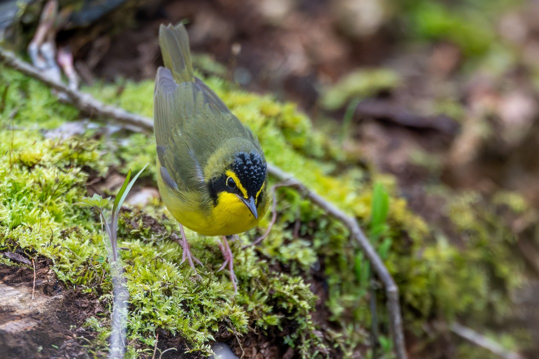 Kentucky Warbler - ML634567461