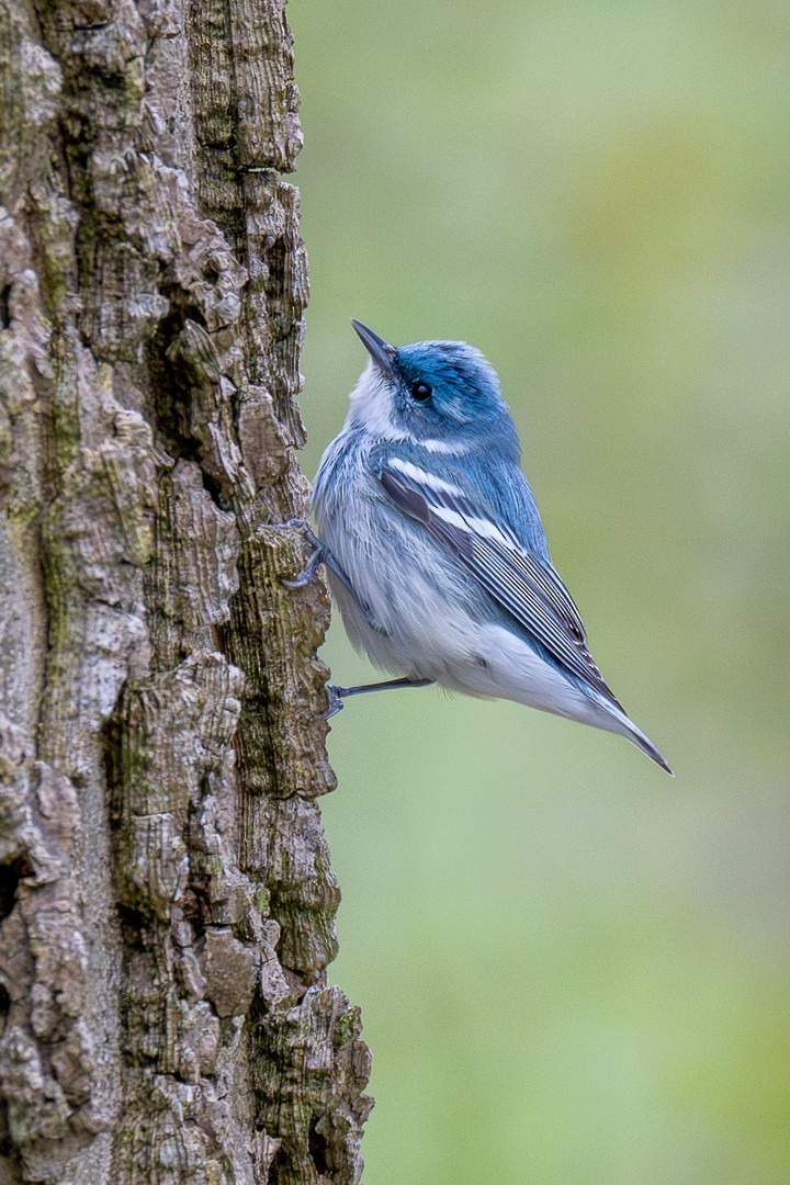 Cerulean Warbler - ML634567470