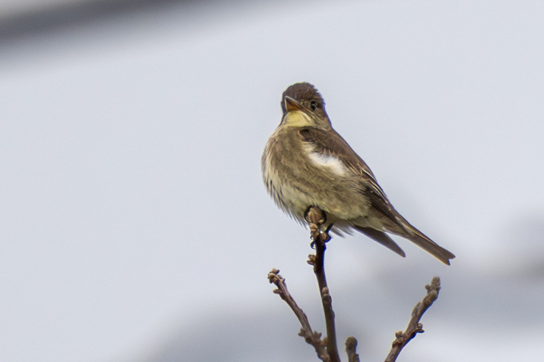 Olive-sided Flycatcher - ML634567535