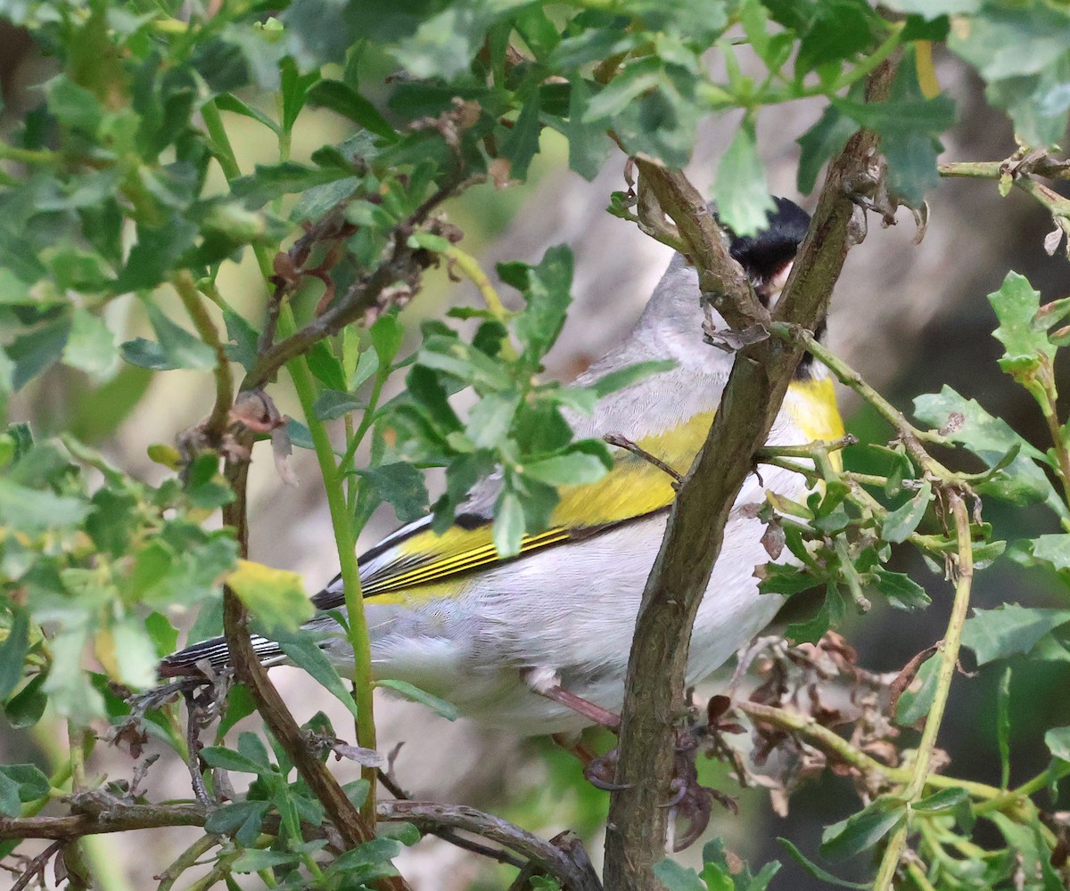 Lawrence's Goldfinch - ML634567595