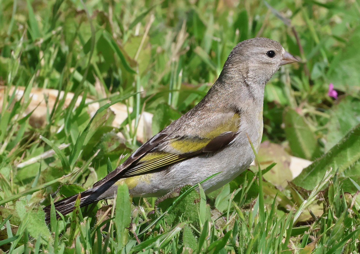 Lawrence's Goldfinch - ML634567596