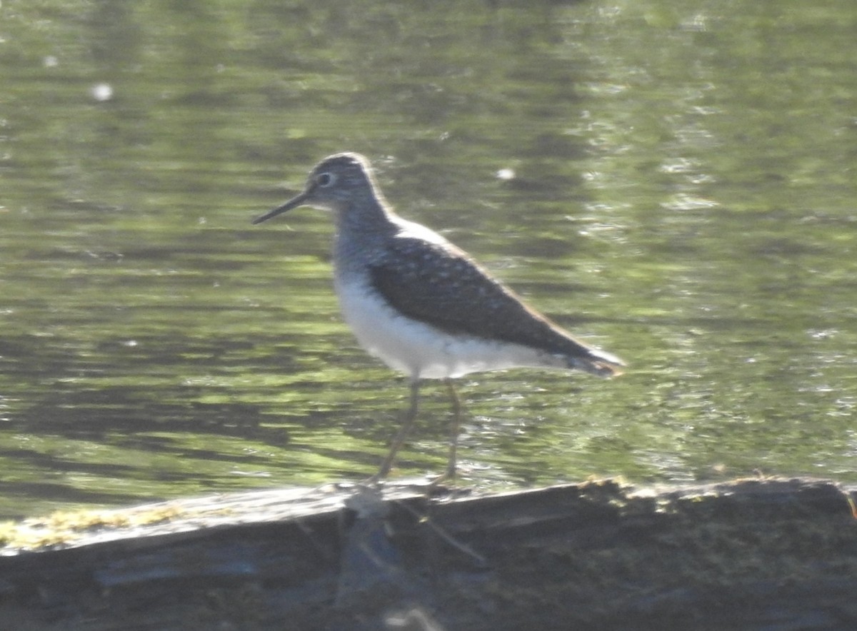 Solitary Sandpiper - ML634567638