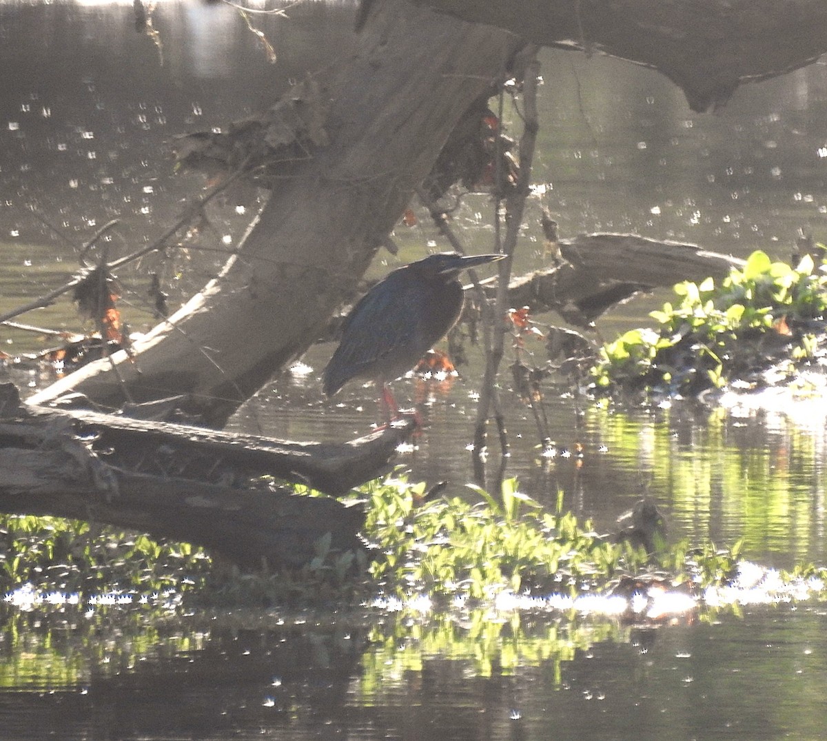 Green Heron - ML634567650