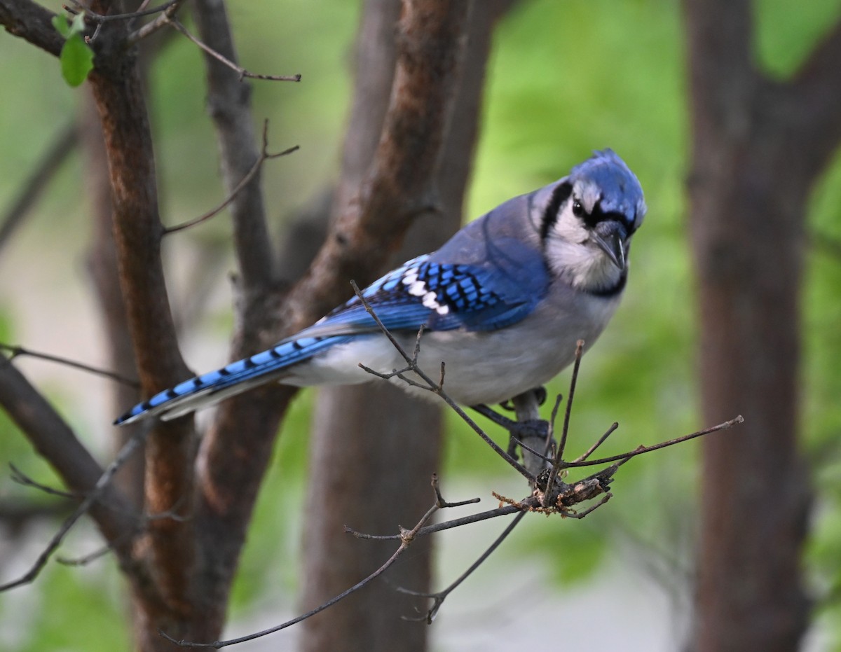 Голубая сойка - ML634567697