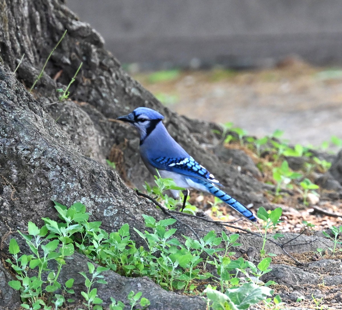 Голубая сойка - ML634567717
