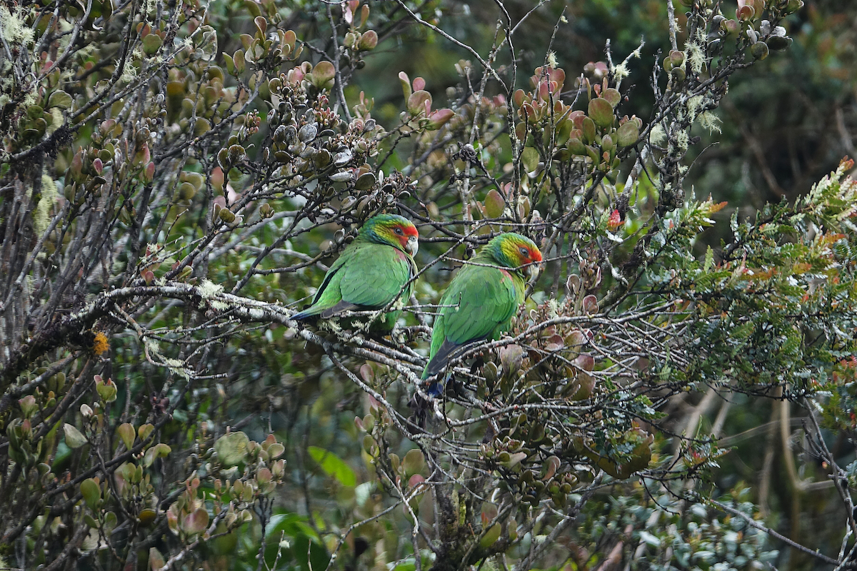 Red-faced Parrot - ML634567730