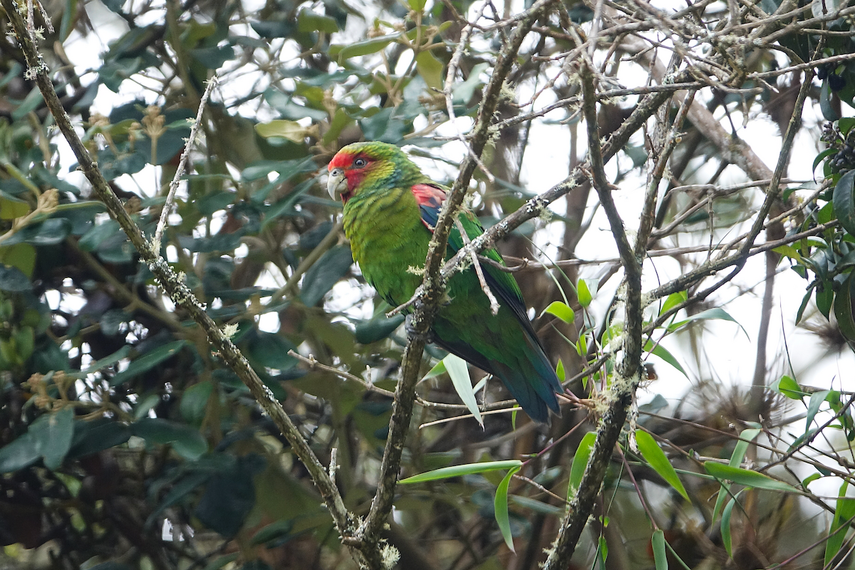 Red-faced Parrot - ML634567746