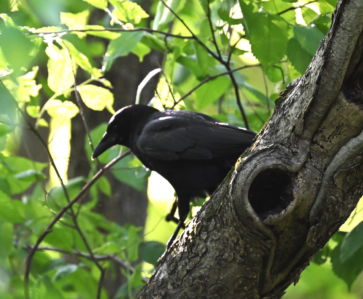 Рыбная ворона - ML634567747