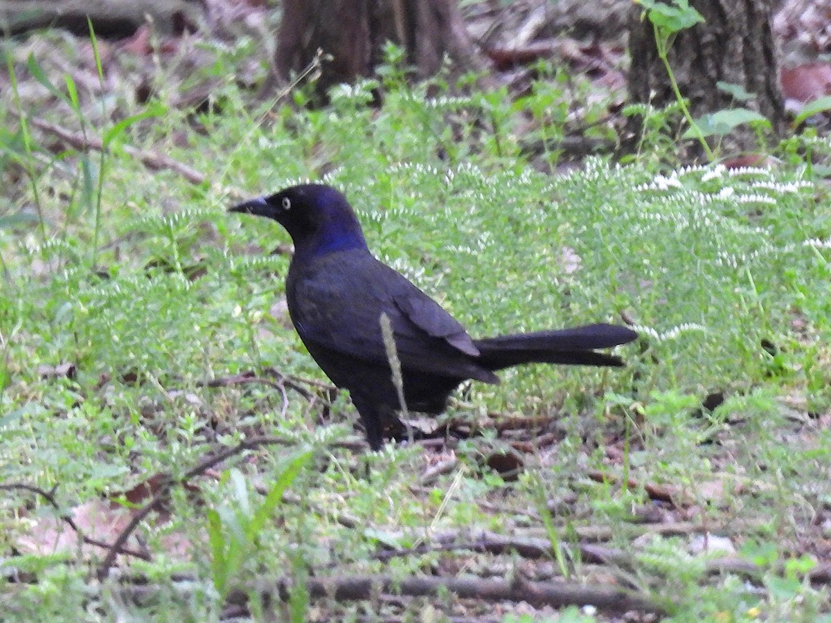 Common Grackle - ML634567753