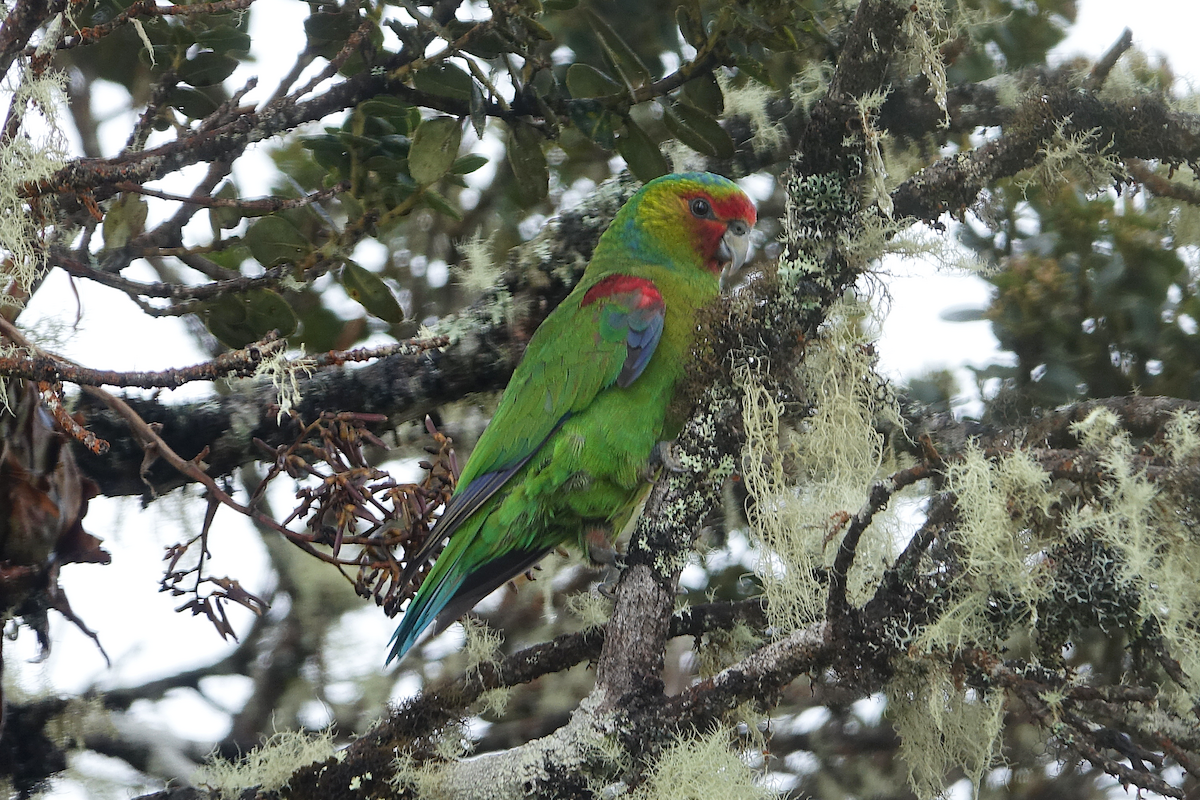 Red-faced Parrot - ML634567755