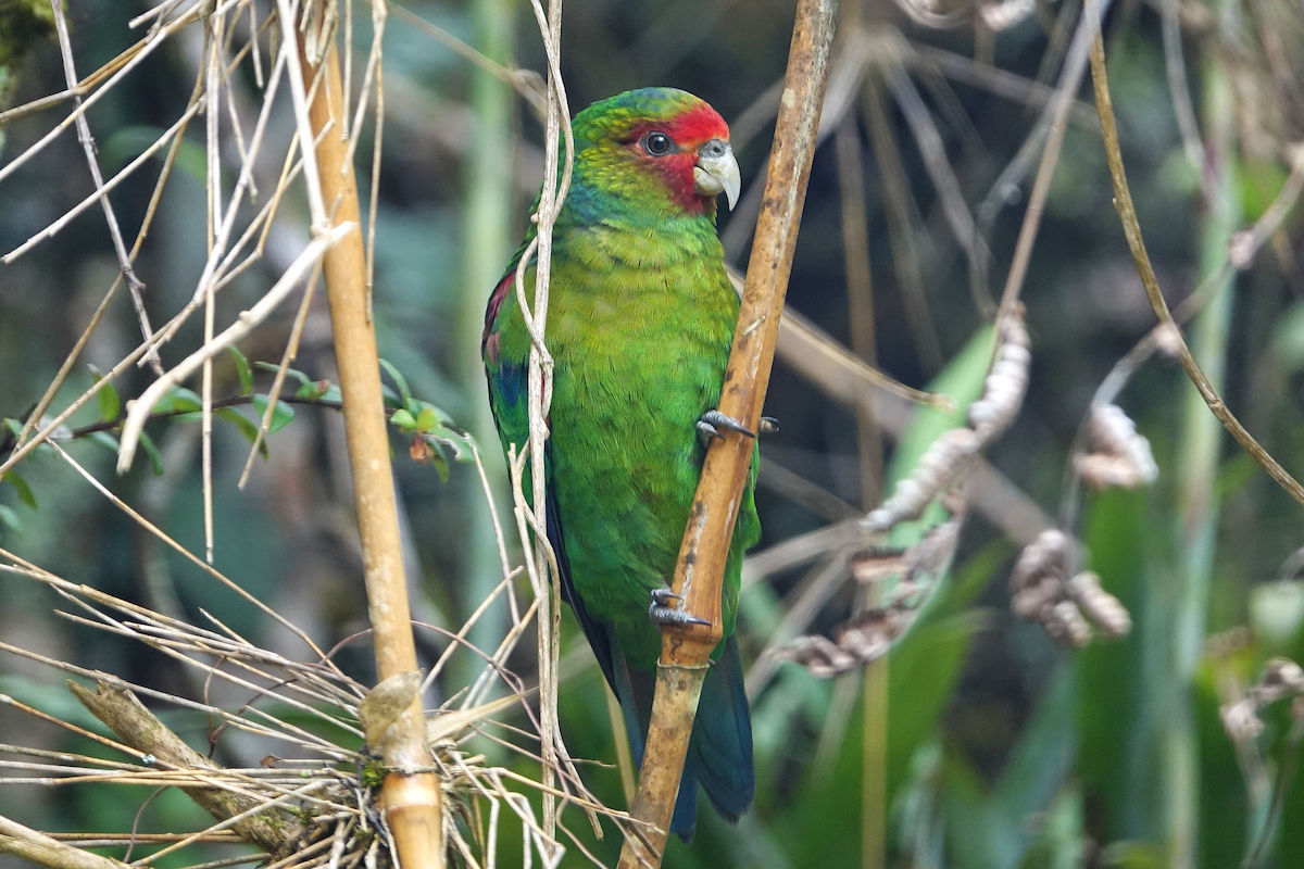 Red-faced Parrot - ML634567763