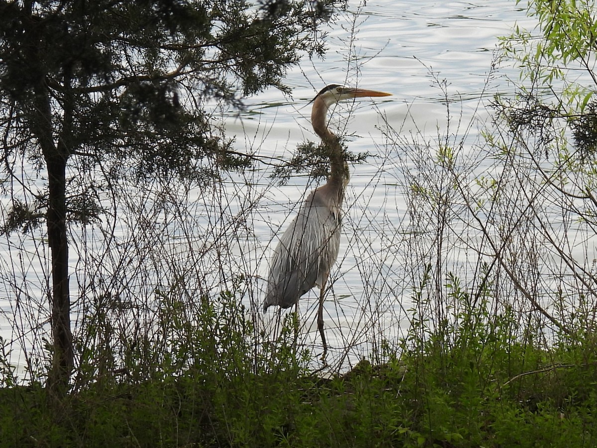 Great Blue Heron - ML634567772