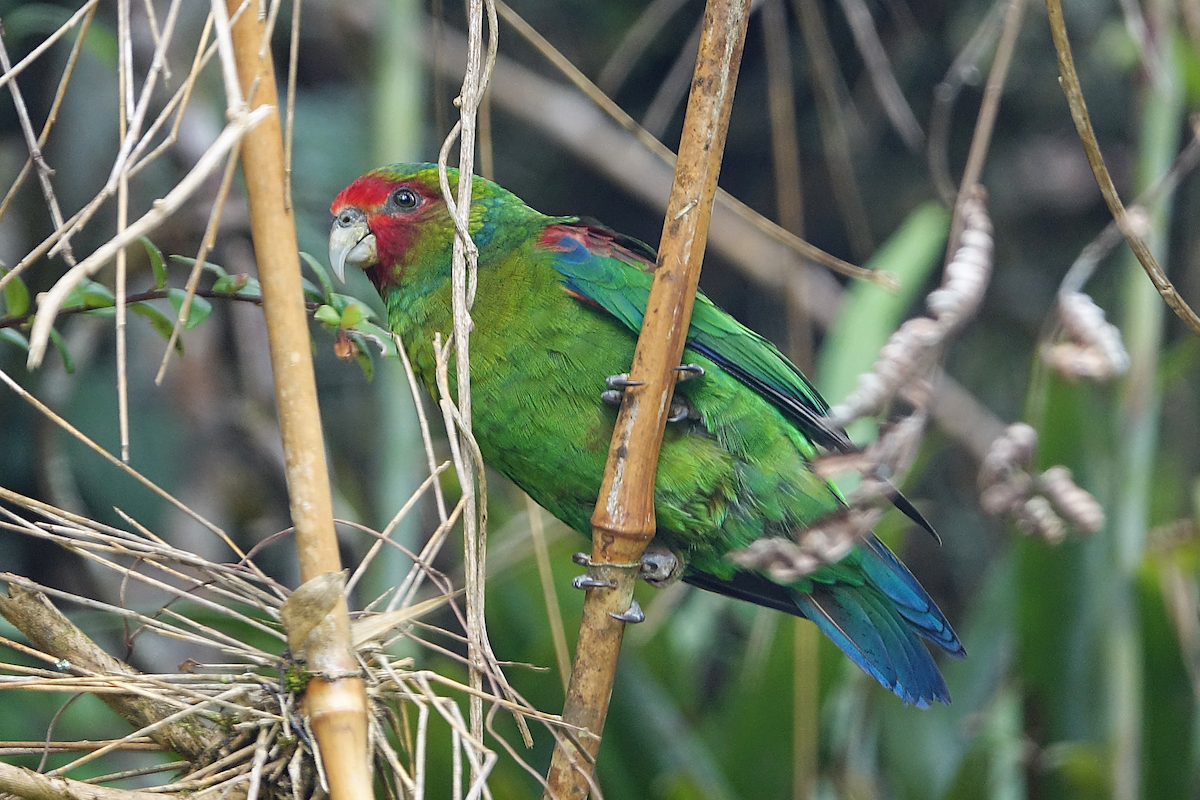 Red-faced Parrot - ML634567773