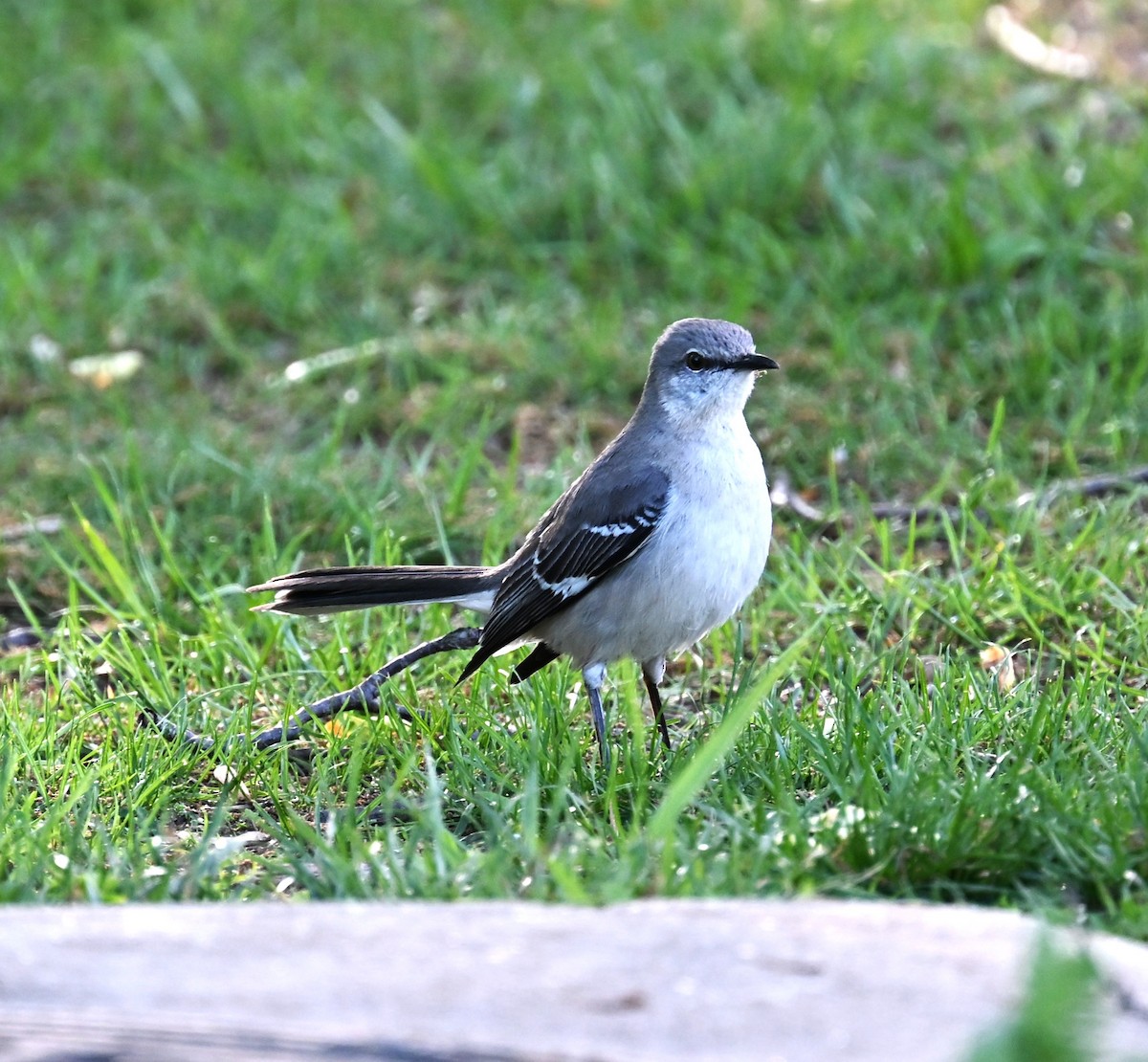 Многоголосый пересмешник - ML634567786