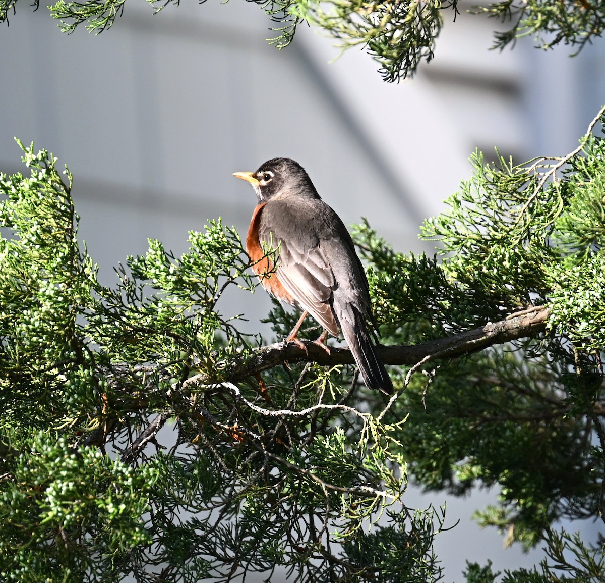 Странствующий дрозд - ML634567797