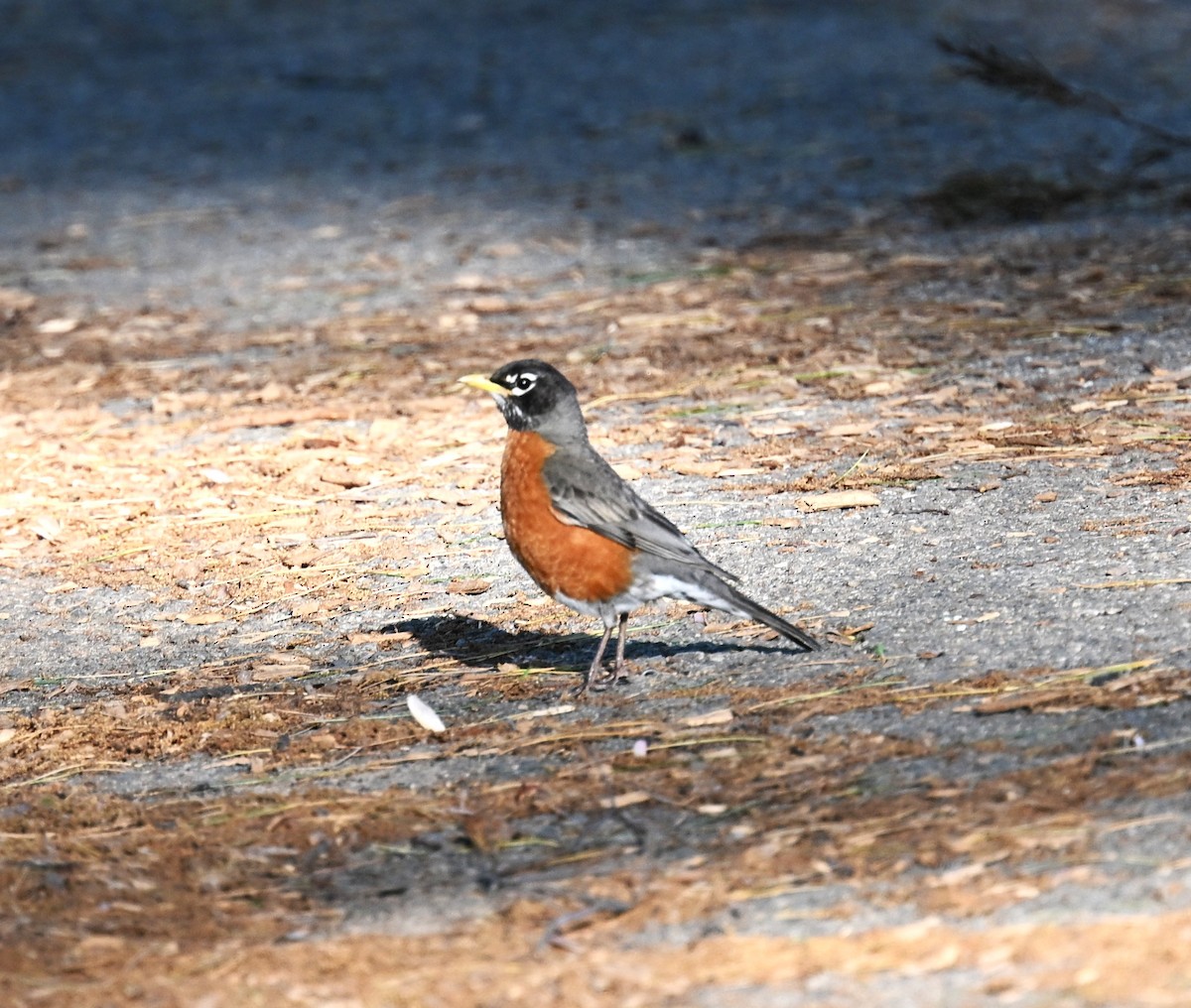 Странствующий дрозд - ML634567801