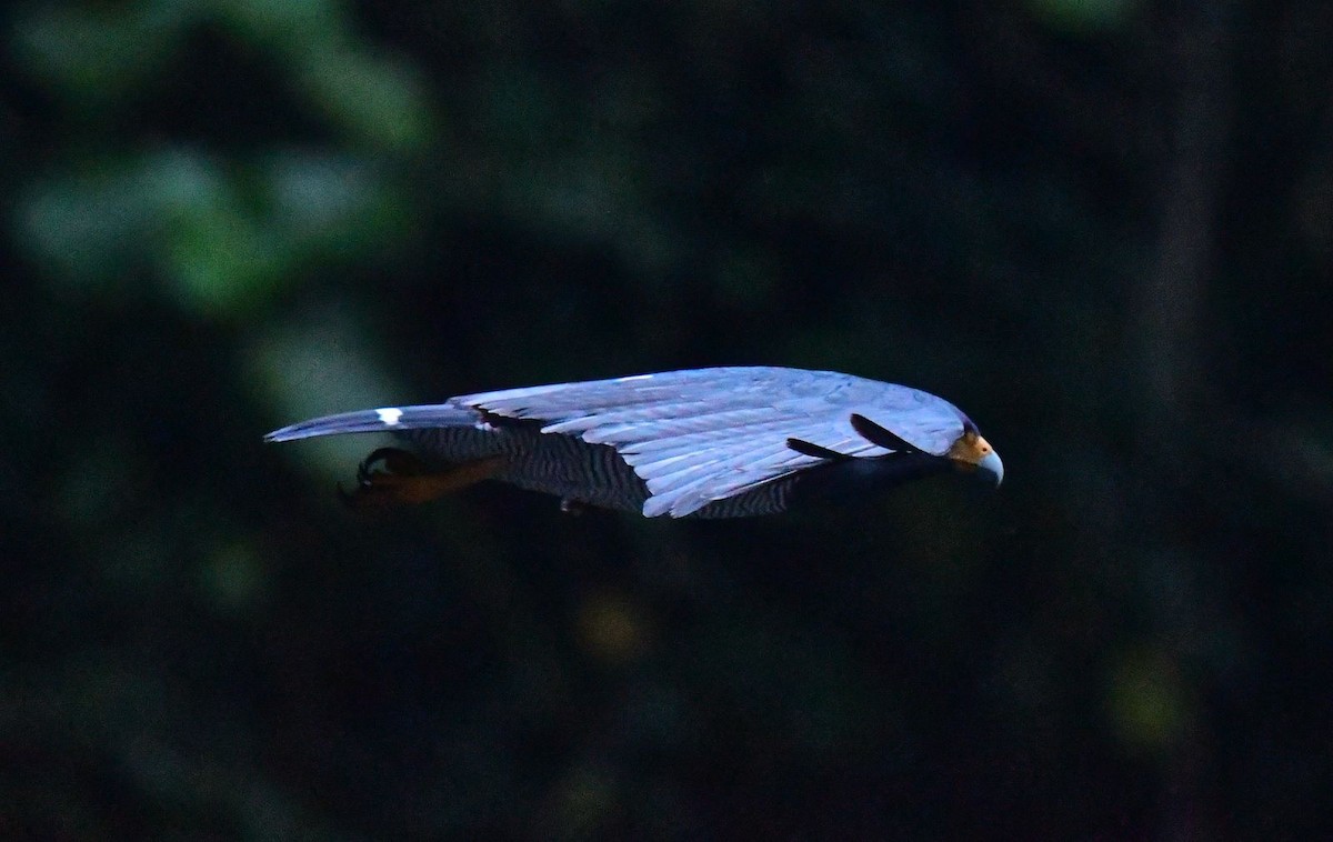 Barred Hawk - ML634567811