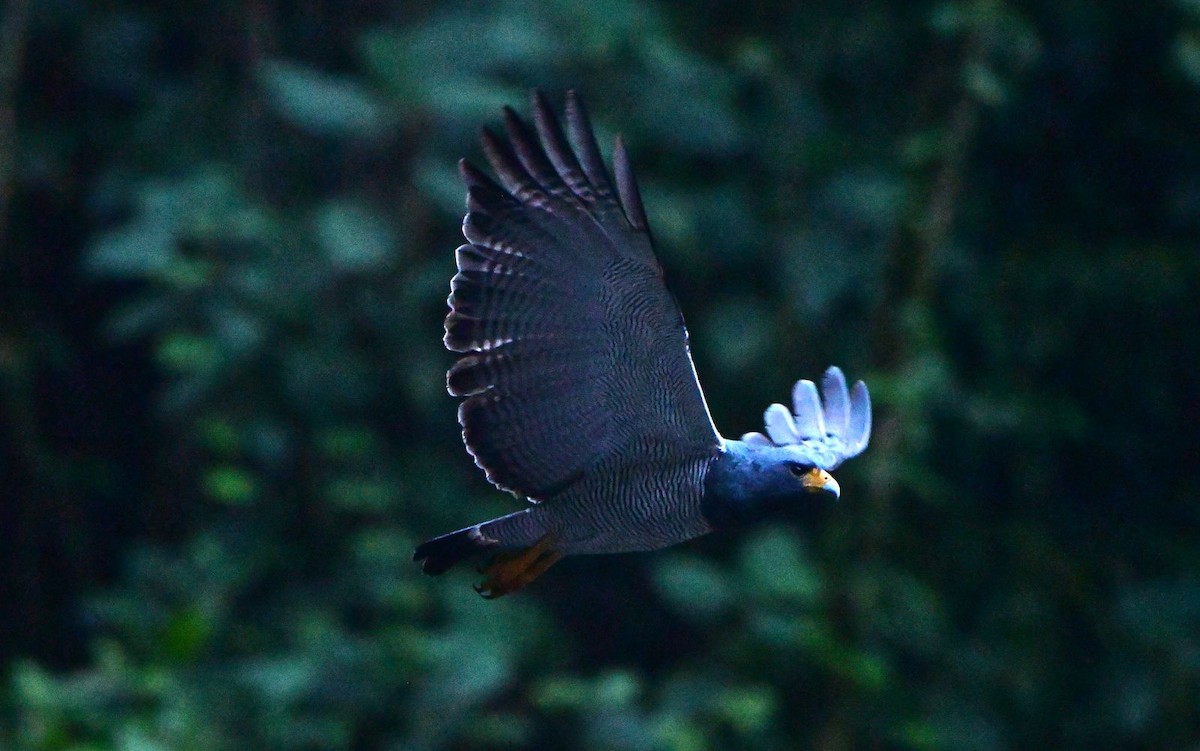 Barred Hawk - ML634567812