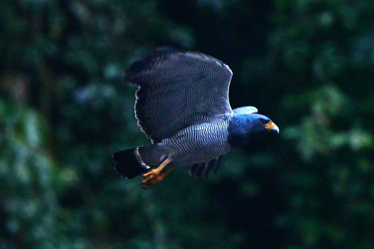 Barred Hawk - ML634567813
