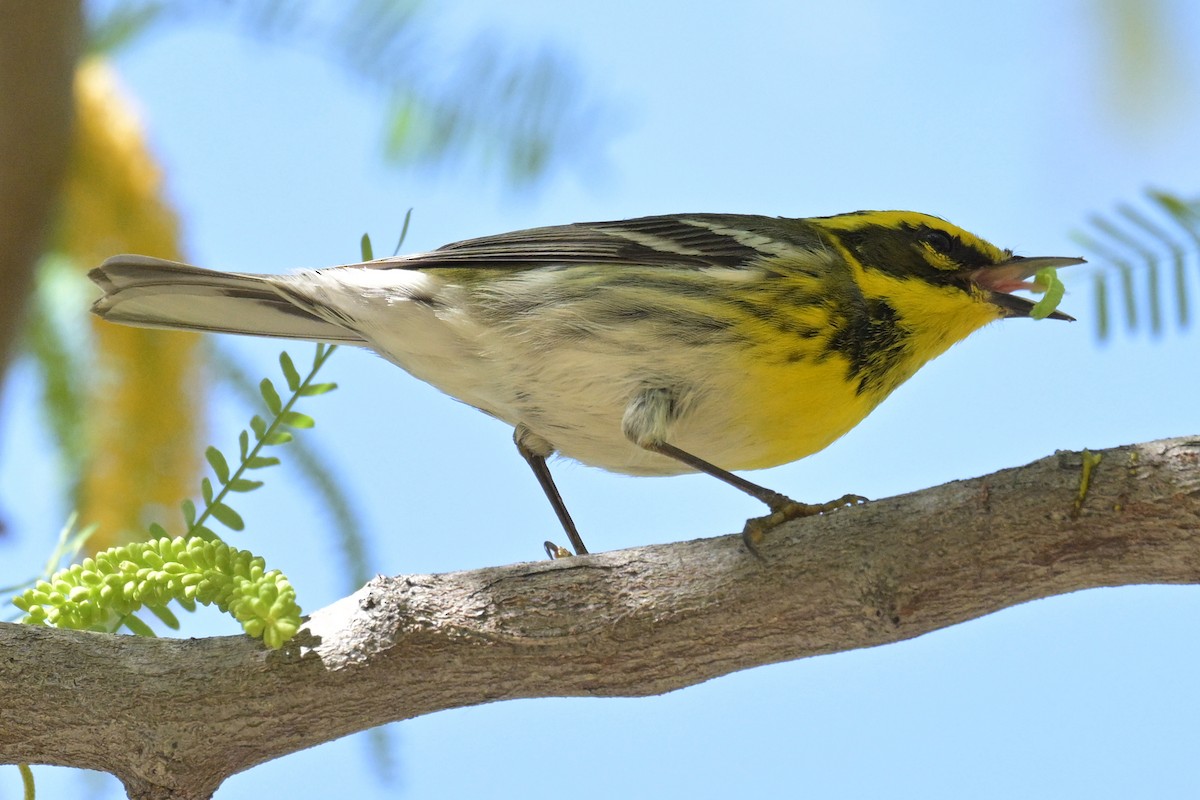 Townsend's Warbler - ML634567827