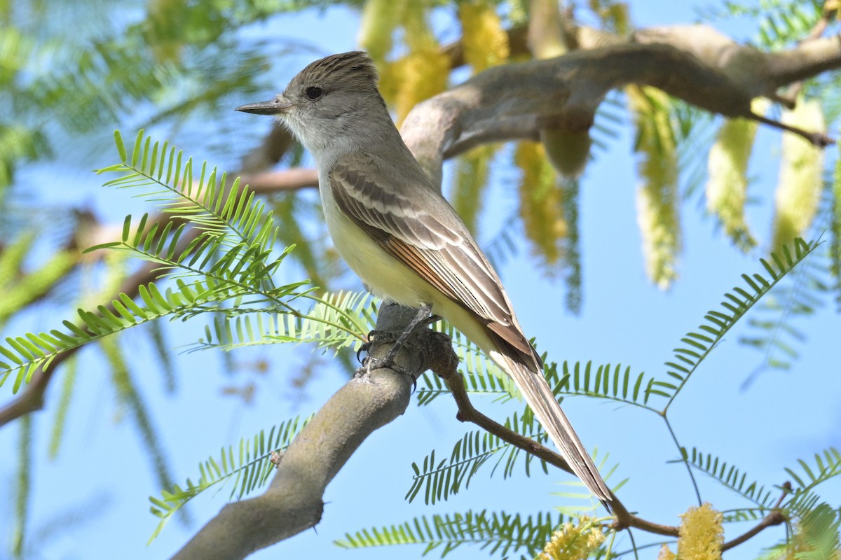 Ash-throated Flycatcher - ML634567839