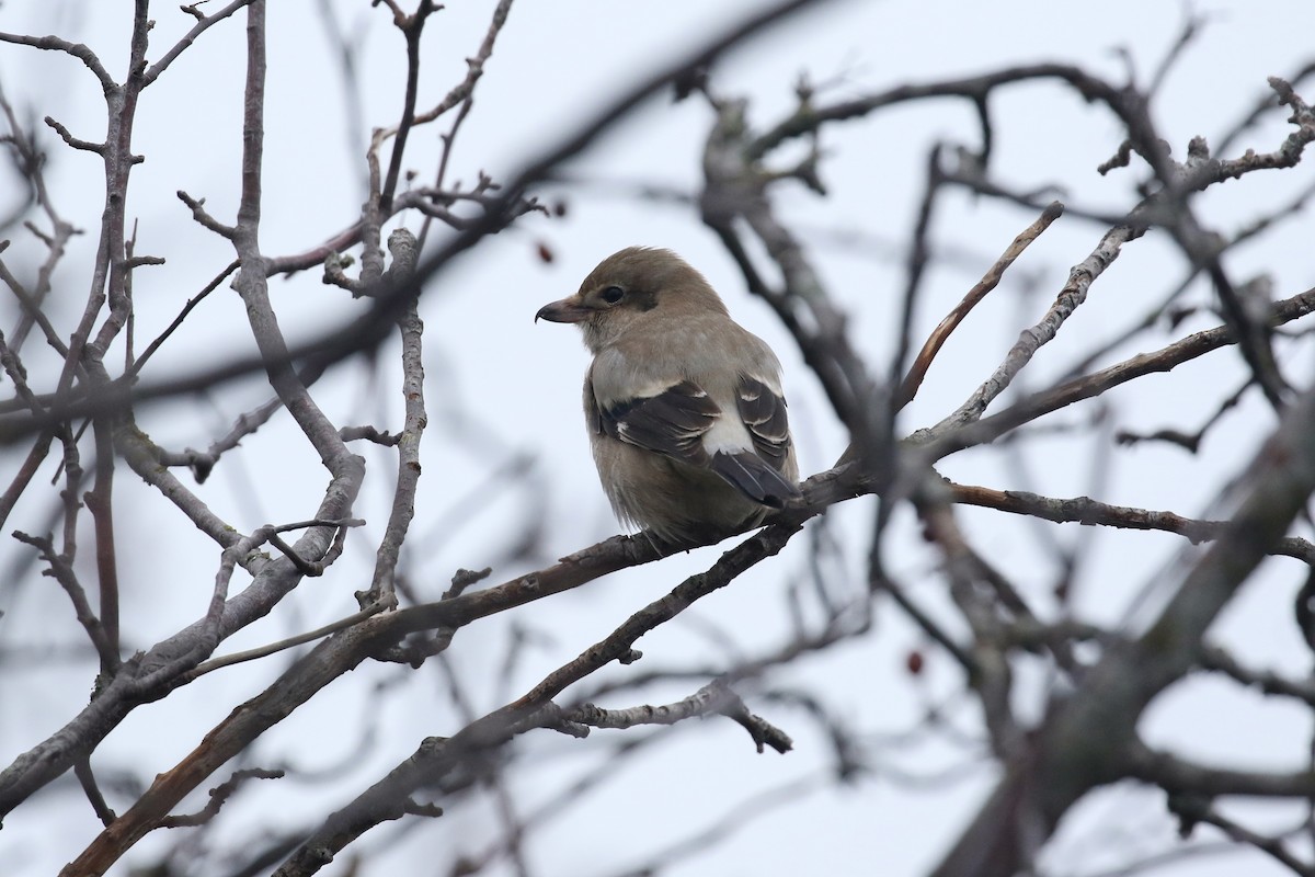 Northern Shrike - ML634567876