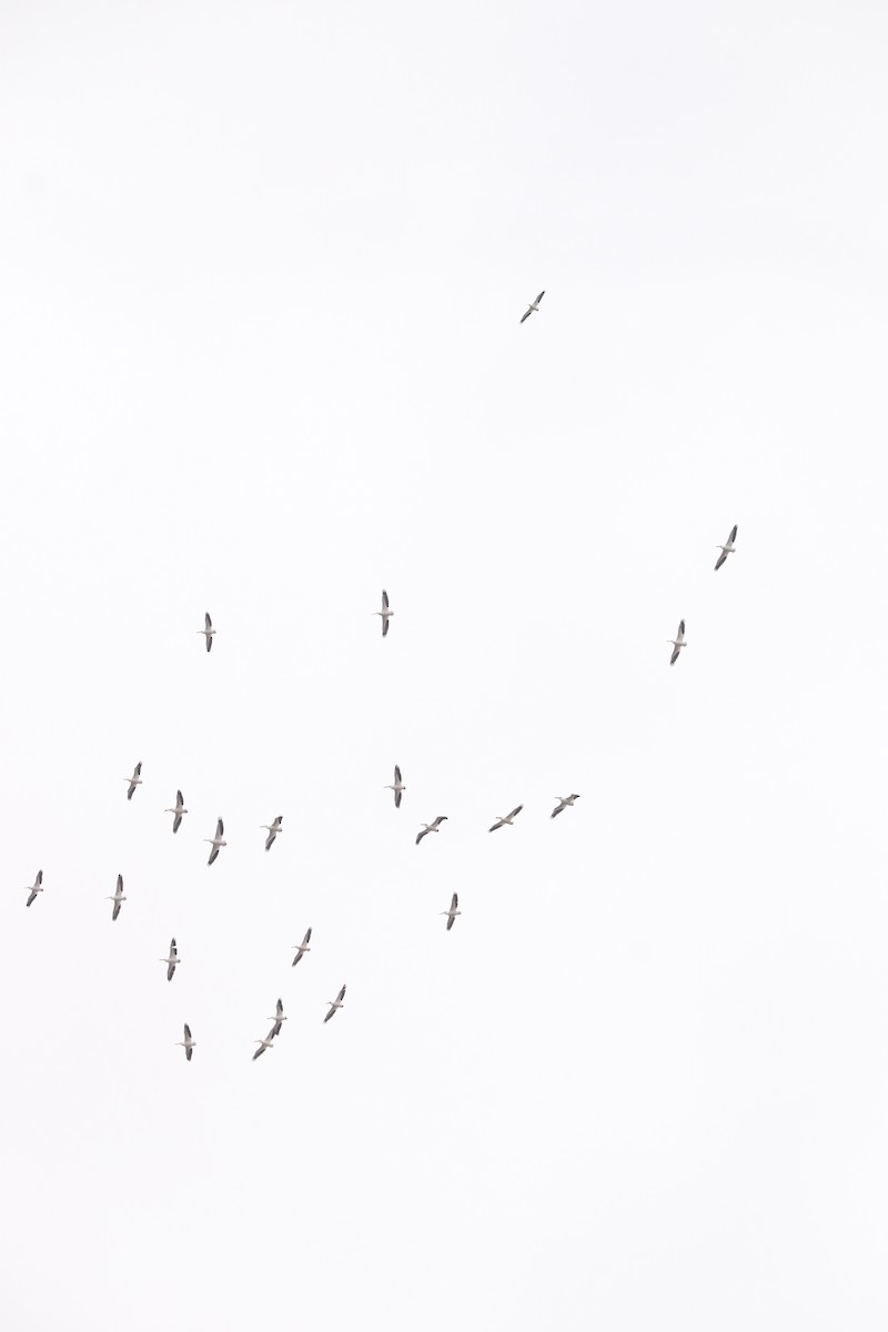 American White Pelican - ML634567877