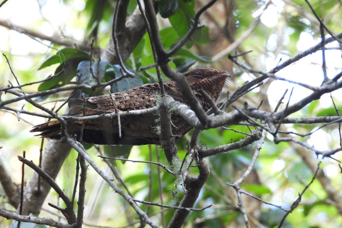 Chuck-will's-widow - ML634567983