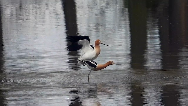 American Avocet - ML634568031