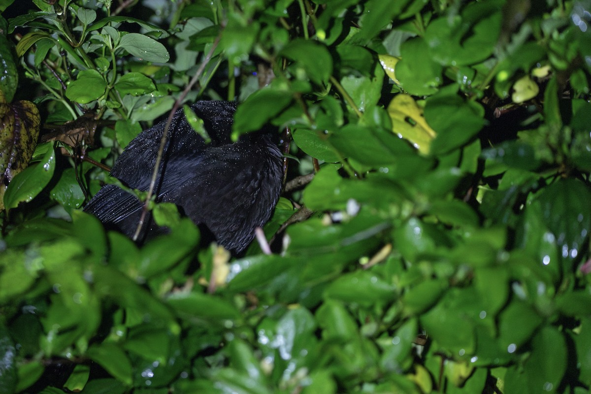 Sooty Thrush - ML634568282