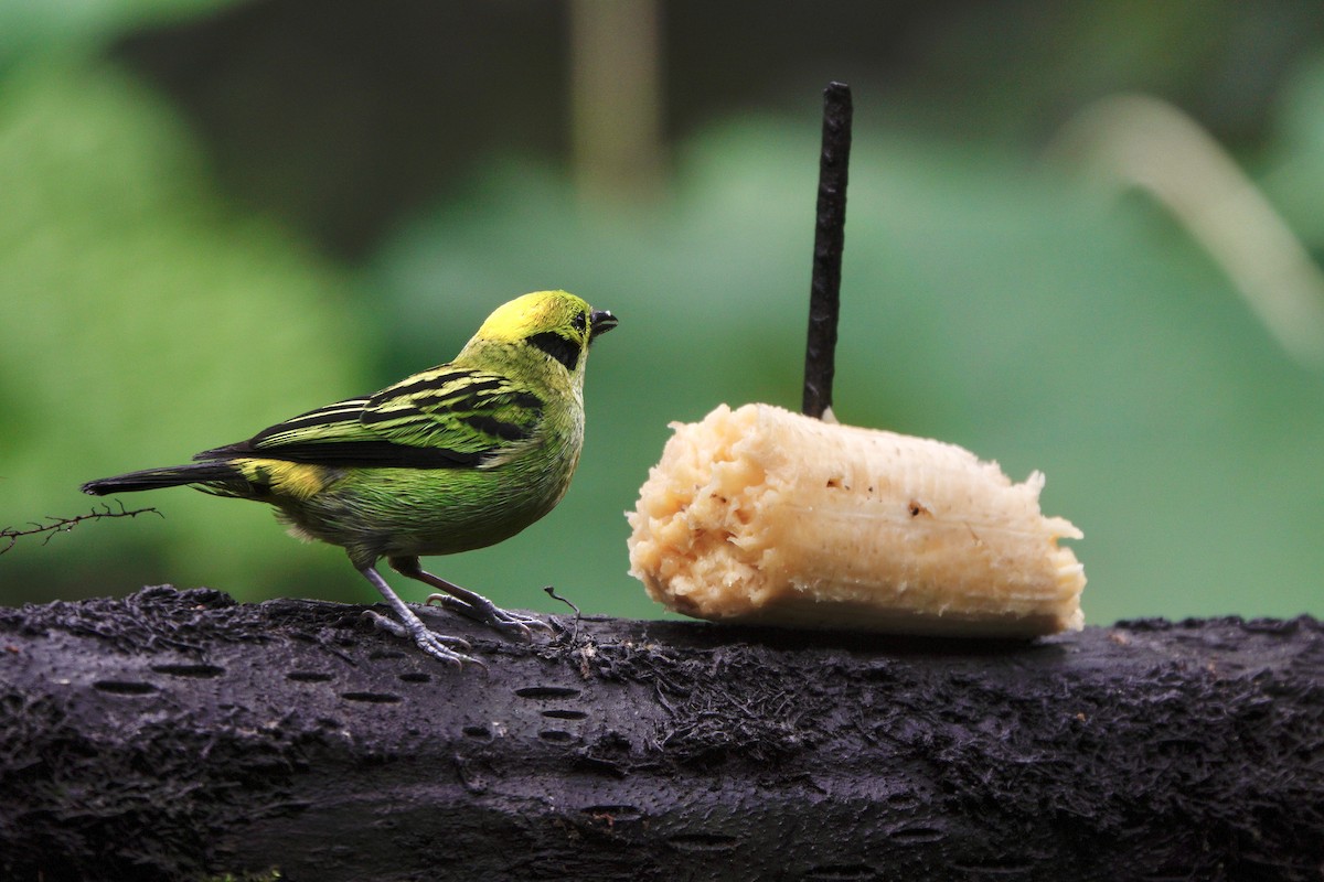 Emerald Tanager - ML634568385