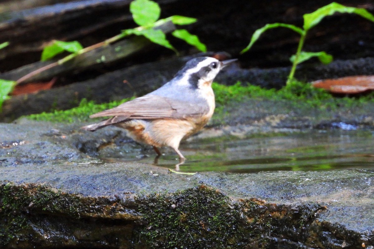 Red-breasted Nuthatch - ML634568477