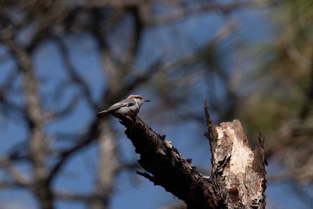 Brown-headed Nuthatch - ML634568541