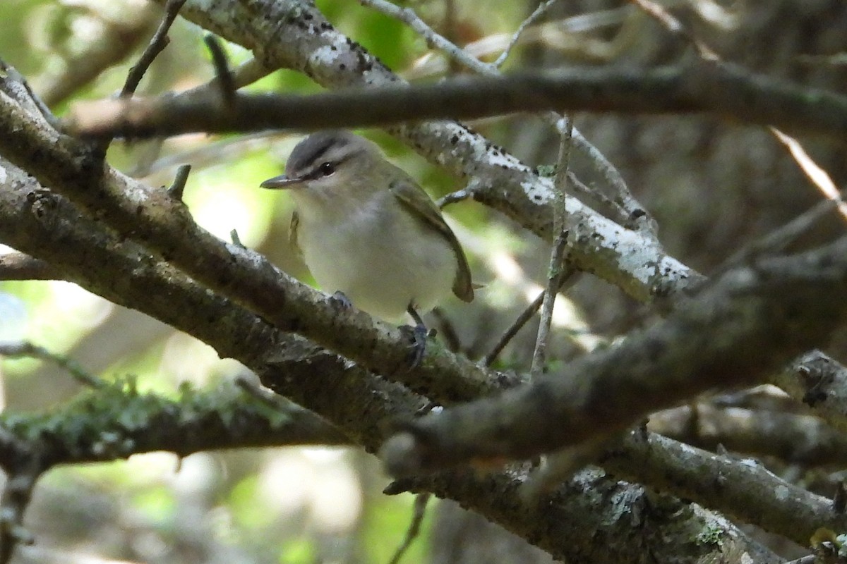 Red-eyed Vireo - ML634568570