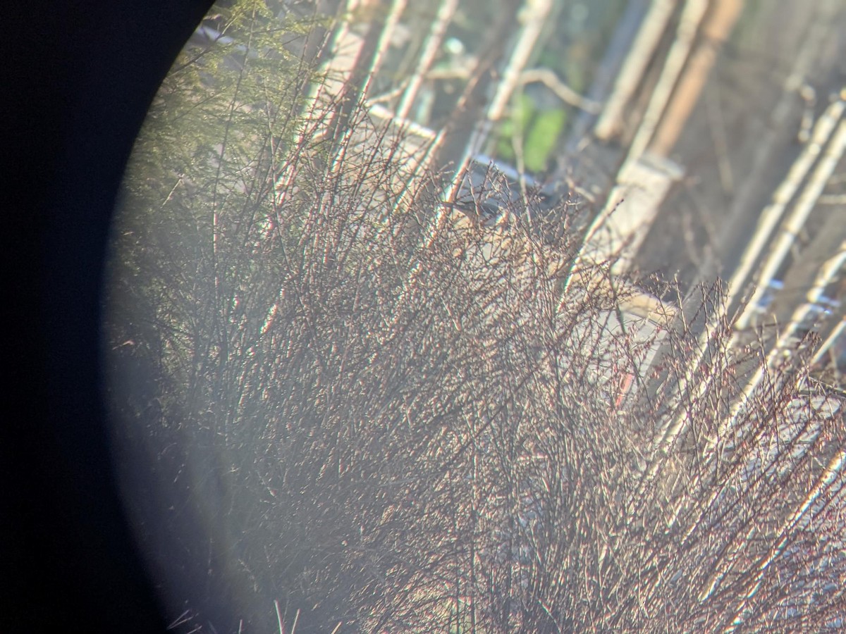 Northern Mockingbird - ML634568722