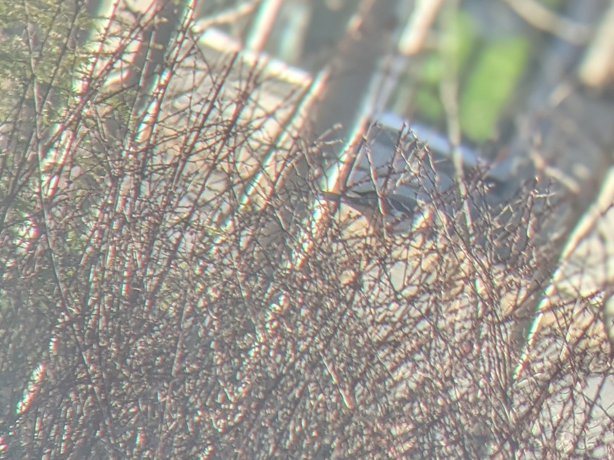 Northern Mockingbird - ML634568751