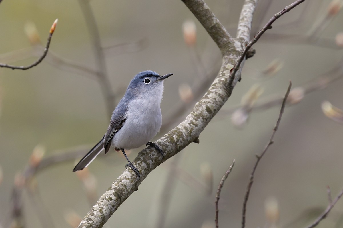 Blue-gray Gnatcatcher - ML634568757